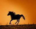 le chevale