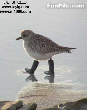 oiseau soufre ?