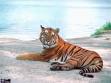 mon tigre